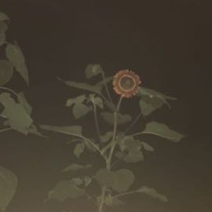 Meet your Posher, Iris